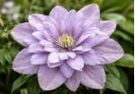 Кореневища клематису Belle of Woking