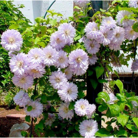 Кореневища клематису Belle of Woking