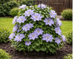 Корневища клематиса Blekitny Aniol