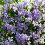 Кореневища клематису Blekitny Aniol