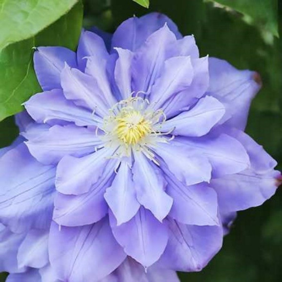Кореневища клематису Blue Diamond