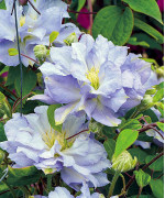 Кореневища клематису Blue Diamond