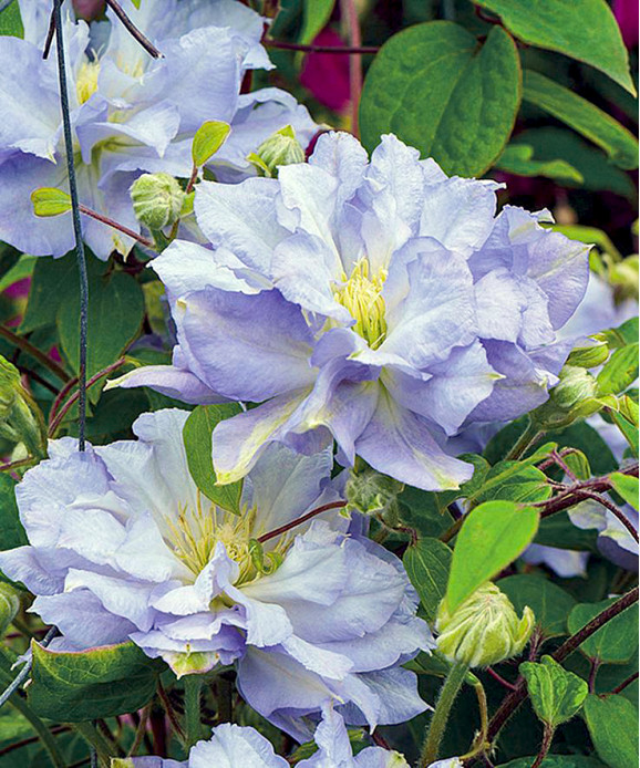 Кореневища клематису Blue Diamond