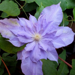 Кореневища клематису Yvette Houry