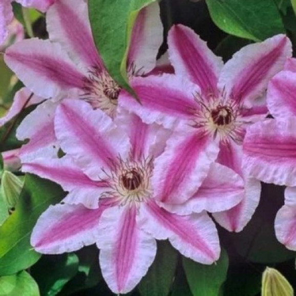 Кореневища клематису Capitaine Thuilleaux 