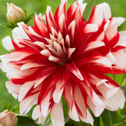 Бульби жоржини Dynamite