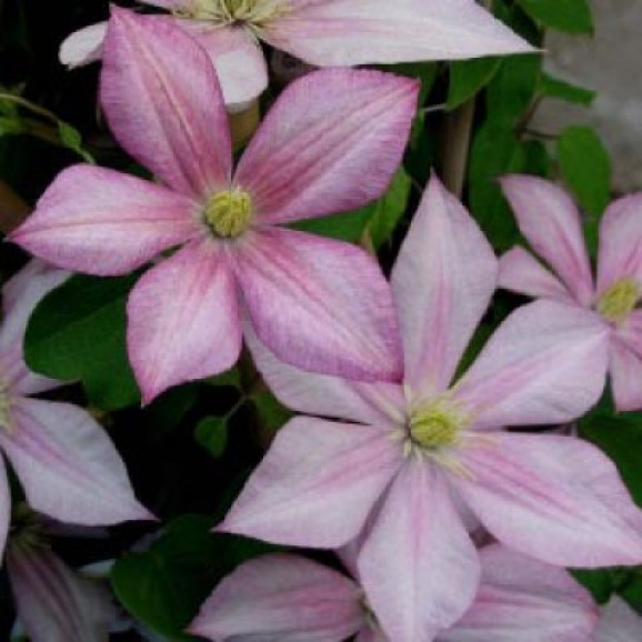 Кореневища клематису Caroline 