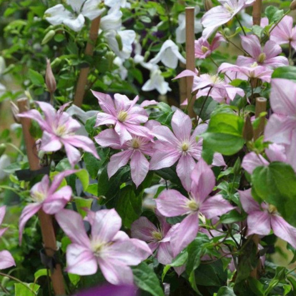 Кореневища клематису Caroline 