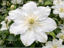 Корневища клематиса White Arabella