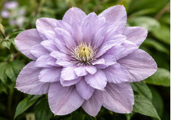 Корневища клематиса Belle of Woking