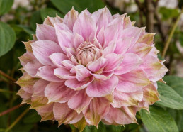 Корневища клематиса Dancing Smile