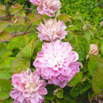 Кореневища клематису Dancing Smile