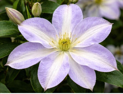 Корневища клематиса Yukikomachi