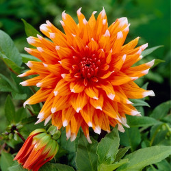 Клубни георгины Color Spectacle