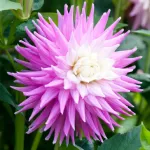 Клубни георгины Hillcrest Candy