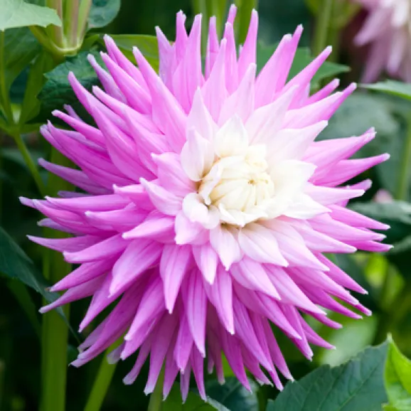 Клубни георгины Hillcrest Candy