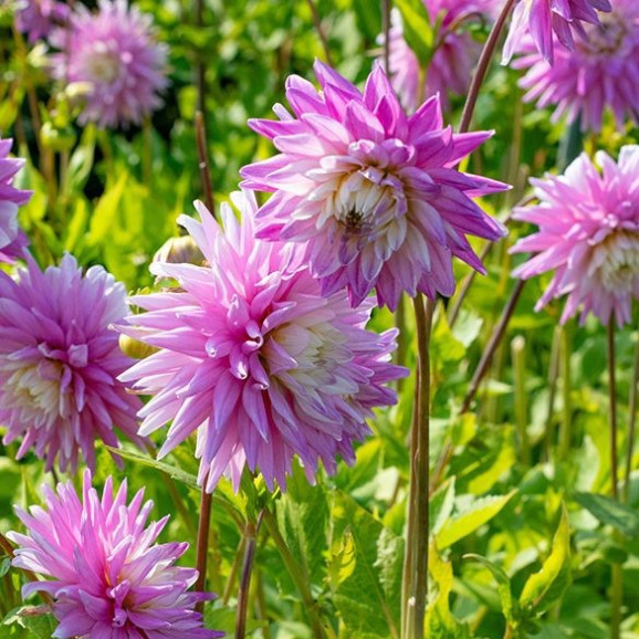 Клубни георгины Hillcrest Candy