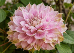 Кореневища клематису Dancing Smile