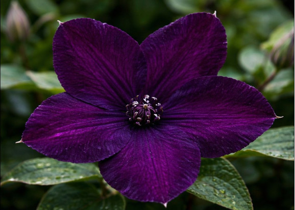 Корневища клематиса Dark Eyes