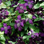 Кореневища клематису Dark Eyes