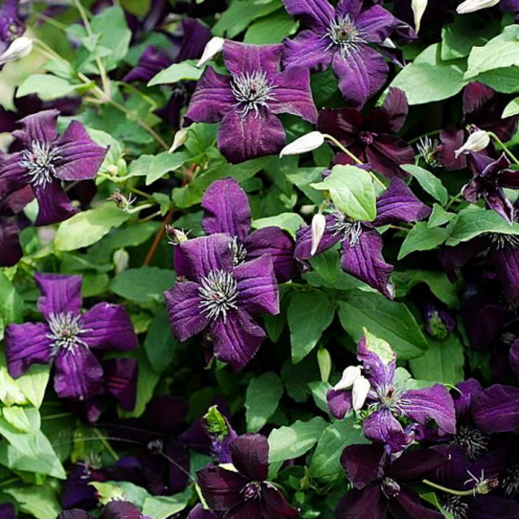 Кореневища клематису Dark Eyes