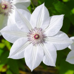 Кореневища клематису Destiny 