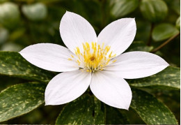 Корневища клематиса Destiny 