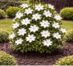 Корневища клематиса Destiny 