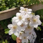 Кореневища клематису Destiny 