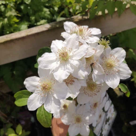 Кореневища клематису Destiny 