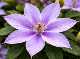 Корневища клематиса Dorothy Walton (Bagatelle)