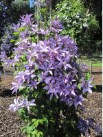 Кореневища клематису Dorothy Walton (Bagatelle)