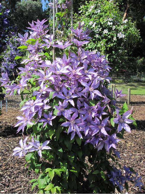 Кореневища клематису Dorothy Walton (Bagatelle)