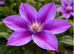 Кореневища клематису Etoile de Malicorne