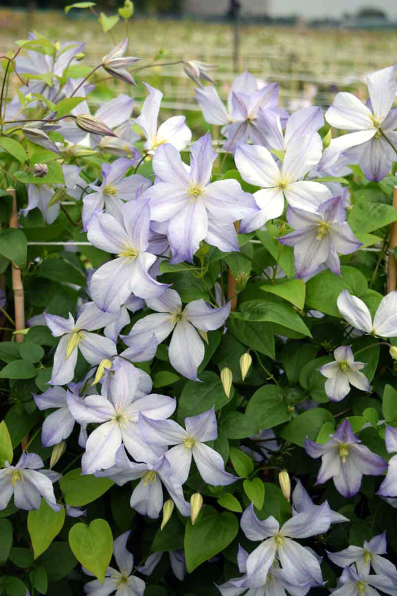 Кореневища клематису Dutch Sky