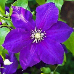 Кореневища клематису Jackmanii 