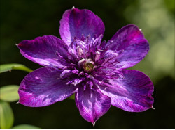 Кореневища клематису Welcome Home