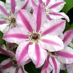 Кореневища клематису Capitaine Thuilleaux 