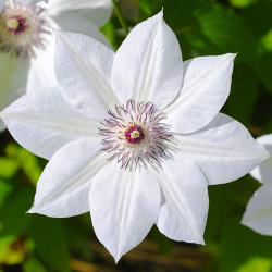 Кореневища клематису Destiny 