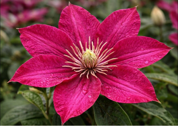 Корневища клематиса Ernest Markham