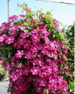 Кореневища клематису Ernest Markham