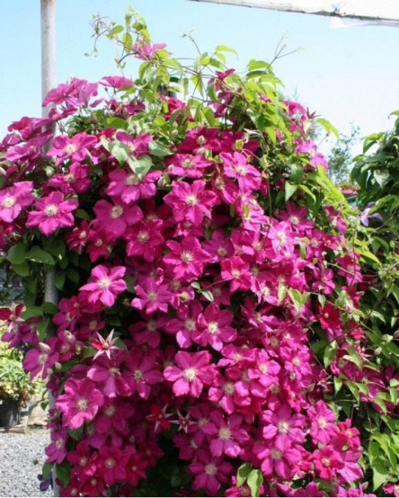 Кореневища клематису Ernest Markham