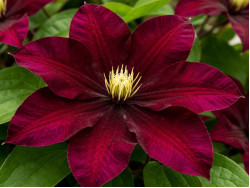 Кореневища клематису Niobe