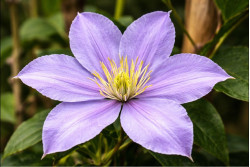 Корневища клематиса Justa 