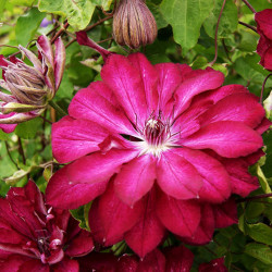 Кореневища клематису Red Passion