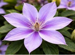 Кореневища клематису Dorothy Walton (Bagatelle)