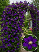 Кореневища клематису Etoile Violette