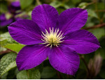 Кореневища клематису Etoile Violette