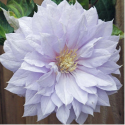 Кореневища клематису Belle of Woking