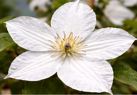 Корневища клематиса Forever Friends